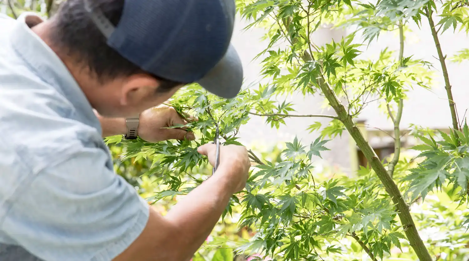 Imashi Landscape Design